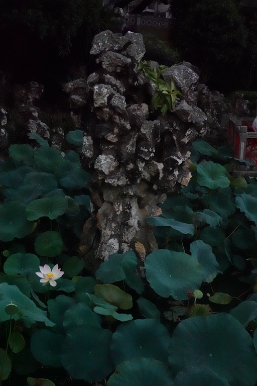 盧廉若公園的假山石。人民網(wǎng) 唐佳 攝